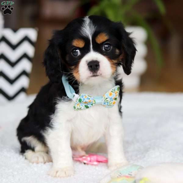 Nico, Cavalier King Charles Spaniel Puppy